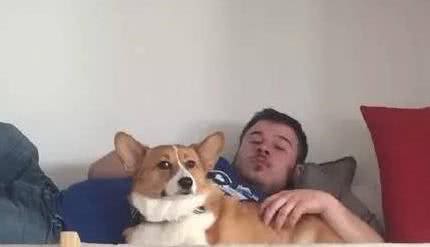 柯基犬日常的5个“癖好”，对此，主人真的啼笑皆非！