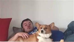 柯基犬日常的5个“癖好”，对此，主人真的啼笑皆非！