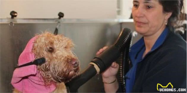 给宠物犬美容：是爱狗还是害狗？你怎么看？
