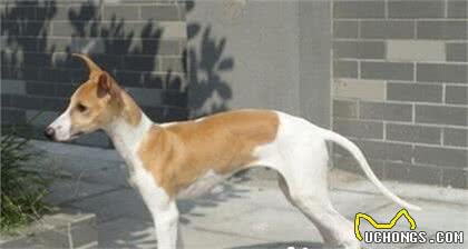 细犬和萨路基的区别细犬与萨路基的起源
