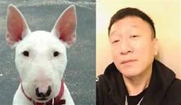 汪星人圈的小众群体梗类犬，有哪些特点？其包含的犬种你听过吗？