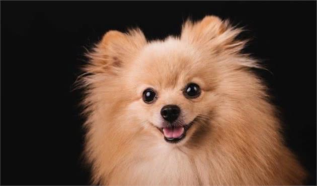 为什么爱犬老是皮肤瘙痒？跳蚤过敏性皮炎了解一下，一篇文章告诉你