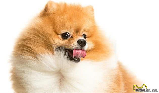 为什么爱犬老是皮肤瘙痒？跳蚤过敏性皮炎了解一下，一篇文章告诉你