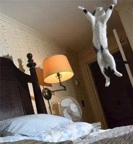 萌宠闹翻天？对它的爱依旧不少