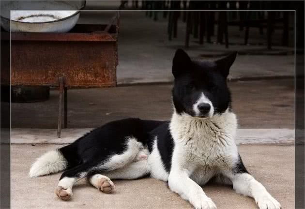中国犬种第一弹,看完这些你还会想养外国的狗狗吗?