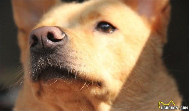 中国犬种第一弹,看完这些你还会想养外国的狗狗吗?