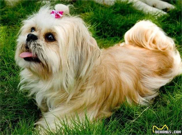 中国犬种第一弹,看完这些你还会想养外国的狗狗吗?