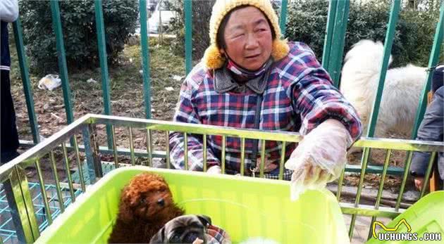 挑选狗狗要注意，只需这5招，防止挑到“星期狗”！