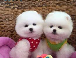以下几个小技巧—能够帮助你挑到一只优秀的博美幼犬