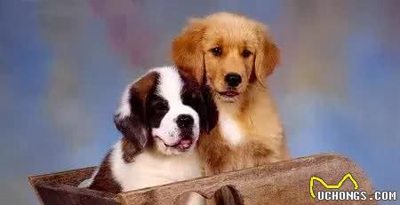 如何调教一只攻击性很强的成犬？