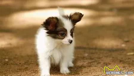 如何调教一只攻击性很强的成犬？