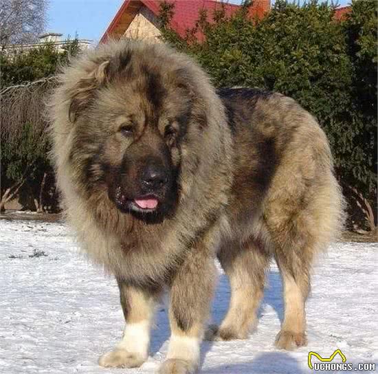「二」世界十大恶犬排名，中国神犬藏獒登榜，你认识几个？