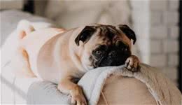 「一分钟懂养狗」狗狗咳嗽了怎么办？