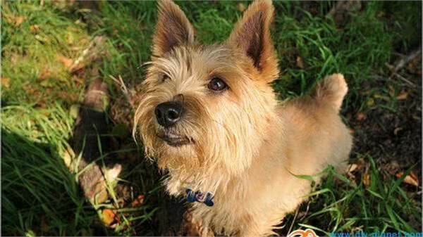 动物星球·世界名犬赏析—罗威士梗!