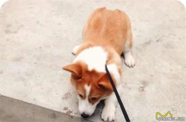 柯基犬的8大缺陷，入手柯基犬要谨慎