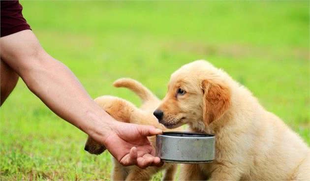 宠物冷知识！犬粮的误区，这样吃，狗有营养才怪！