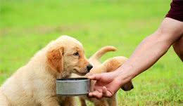 宠物冷知识！犬粮的误区，这样吃，狗有营养才怪！