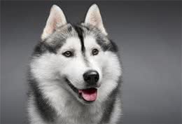 哈士奇犬这么“傻”，为什么还有那么多人养，原因是这5点