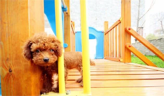 饲养泰迪犬的经验总结，主人早知道这些事，对它有好处