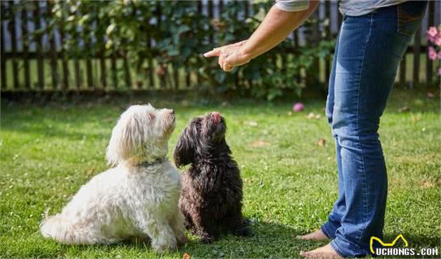 一只狗狗需要训练多久？训犬师说要终身训练，事实真是如此吗？