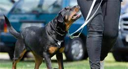 一只狗狗需要训练多久？训犬师说要终身训练，事实真是如此吗？