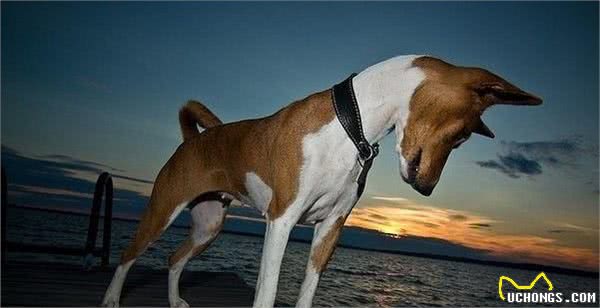 巴仙吉犬养之前要豫备什么巴仙吉犬的健康与运动