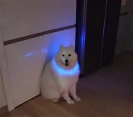 狗狗不喜欢戴项圈怎么办？训犬师4个步骤让你的狗狗爱上戴项圈
