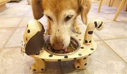 犬粮的成分表该怎么看？这5个小细节，才是判别犬粮的重要标准
