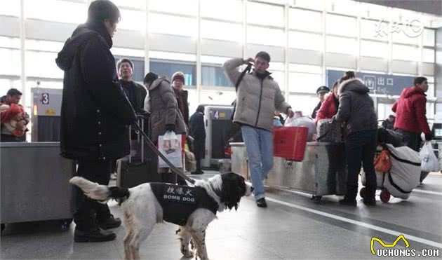 边境牧羊犬，天性聪颖、善于察言观色，可是如何饲养呢？