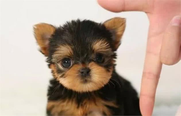 幼犬生病了应当如何做？