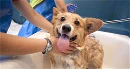 给宠物犬洗澡的选择时间以及注意事项，别让你的狗狗生病