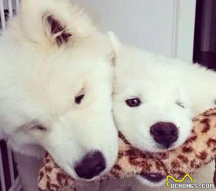 你还喜欢饲养萨摩耶犬?那萨摩耶狗狗到底能活多久呢?