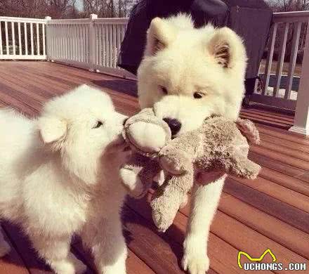 你还喜欢饲养萨摩耶犬?那萨摩耶狗狗到底能活多久呢?