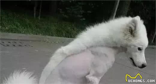 剃光胎毛，狗狗的毛发就更漂亮了，是真的？