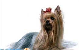 动物星球·世界名犬赏析—丝毛梗!