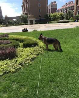 两年半的德牧犬，居然成了一只杀手，伤心