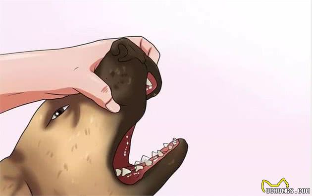 如何让你的狗狗吃药