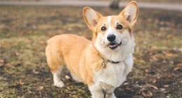 除了柯基犬外，还有哪些天生小腿短的狗狗？