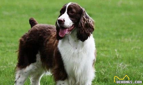如何养好史宾格犬要定时定量固定地点