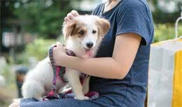 狂犬疫苗一般打几针？这些常识你可要了解了解，别错过了