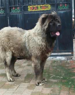 吃肉不吐骨头的高加索犬，才是养狗男士的首选！