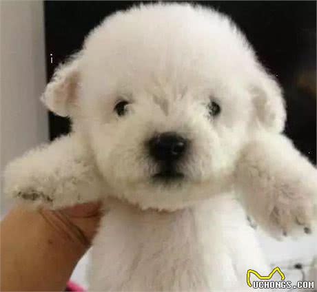 教你挑选一只品相好的比熊幼犬