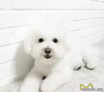 教你挑选一只品相好的比熊幼犬