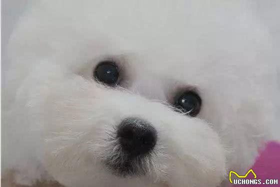 教你挑选一只品相好的比熊幼犬