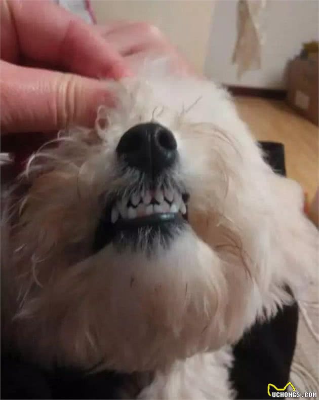 教你挑选一只品相好的比熊幼犬