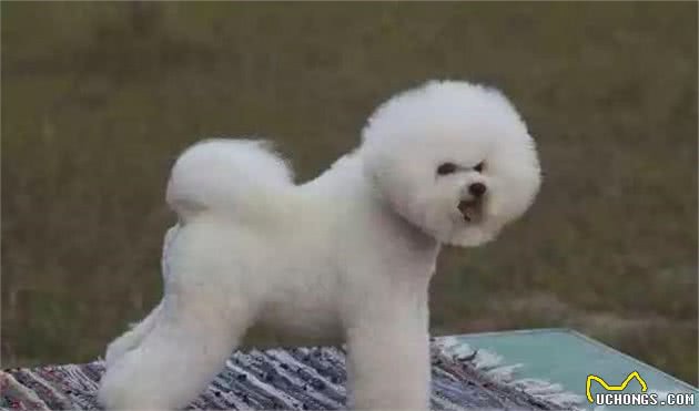 教你挑选一只品相好的比熊幼犬