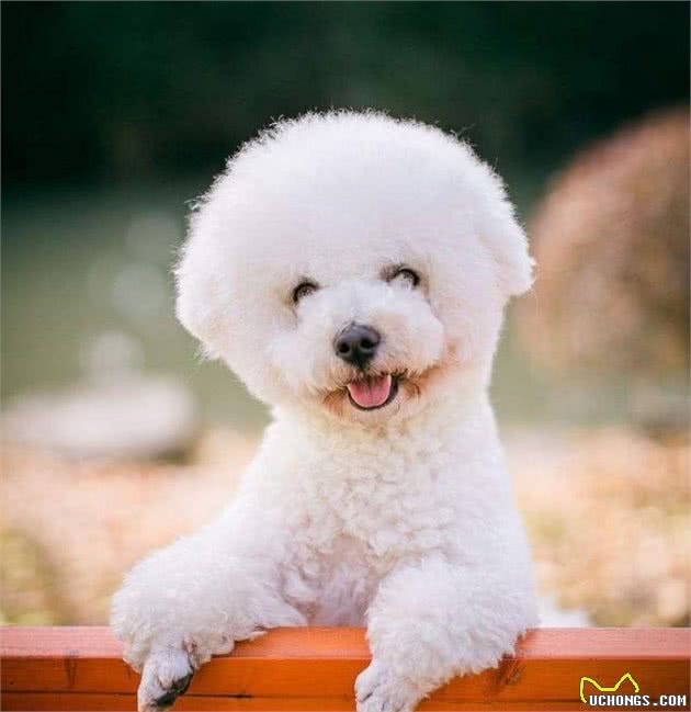 教你挑选一只品相好的比熊幼犬
