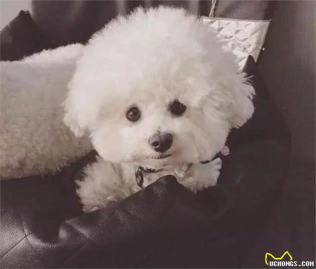 教你挑选一只品相好的比熊幼犬
