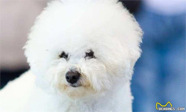 教你挑选一只品相好的比熊幼犬