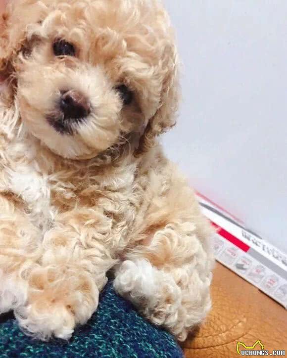 教你挑选一只品相好的比熊幼犬